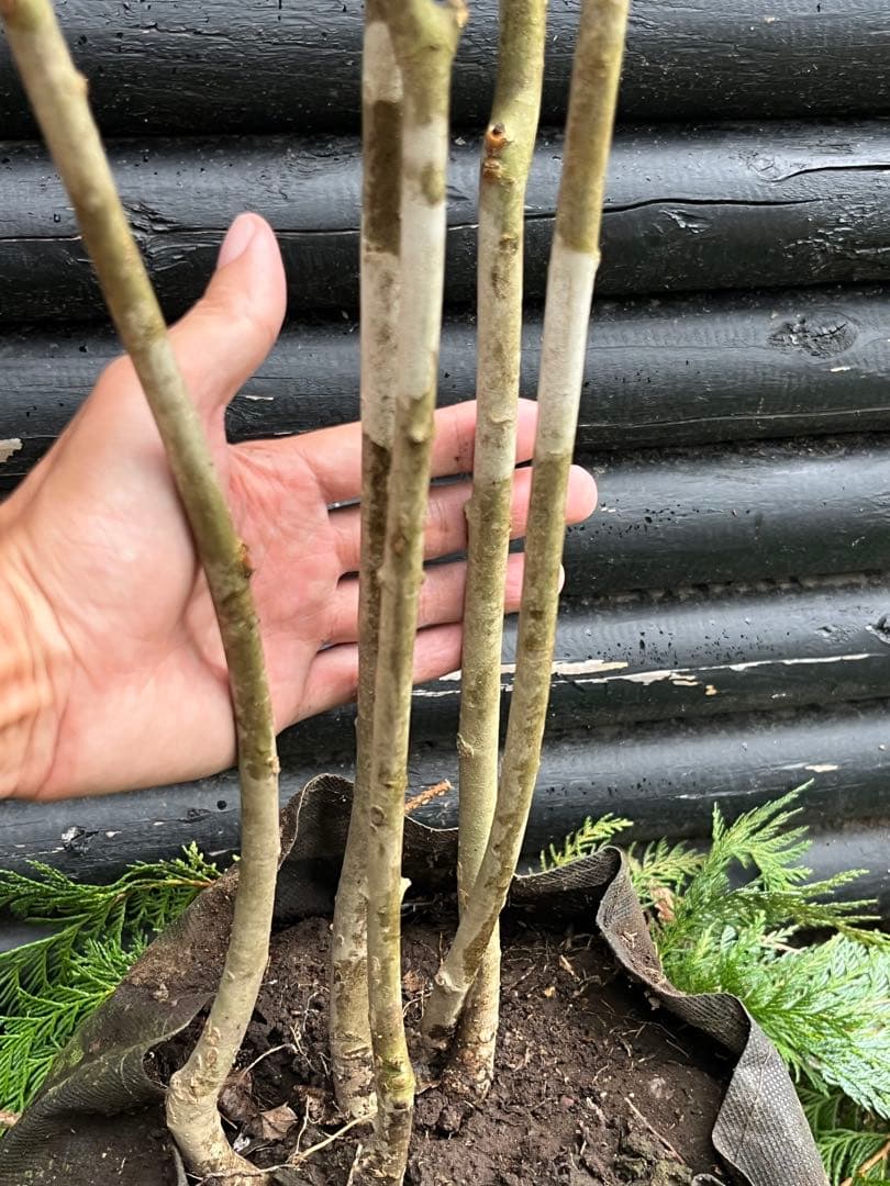 山採り天然　アオダモ　５本株立　100