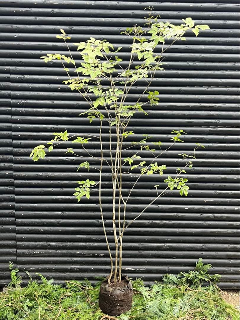 山採り天然　アオダモ　５本株立　100