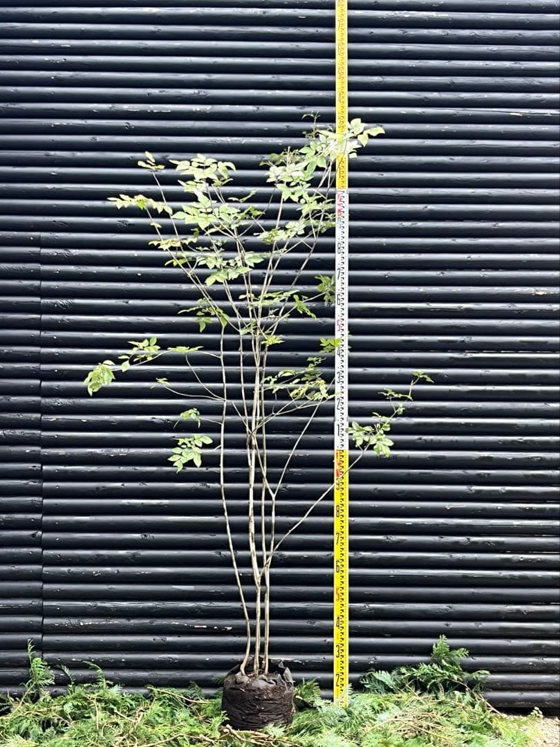 山採り天然　アオダモ　５本株立　100