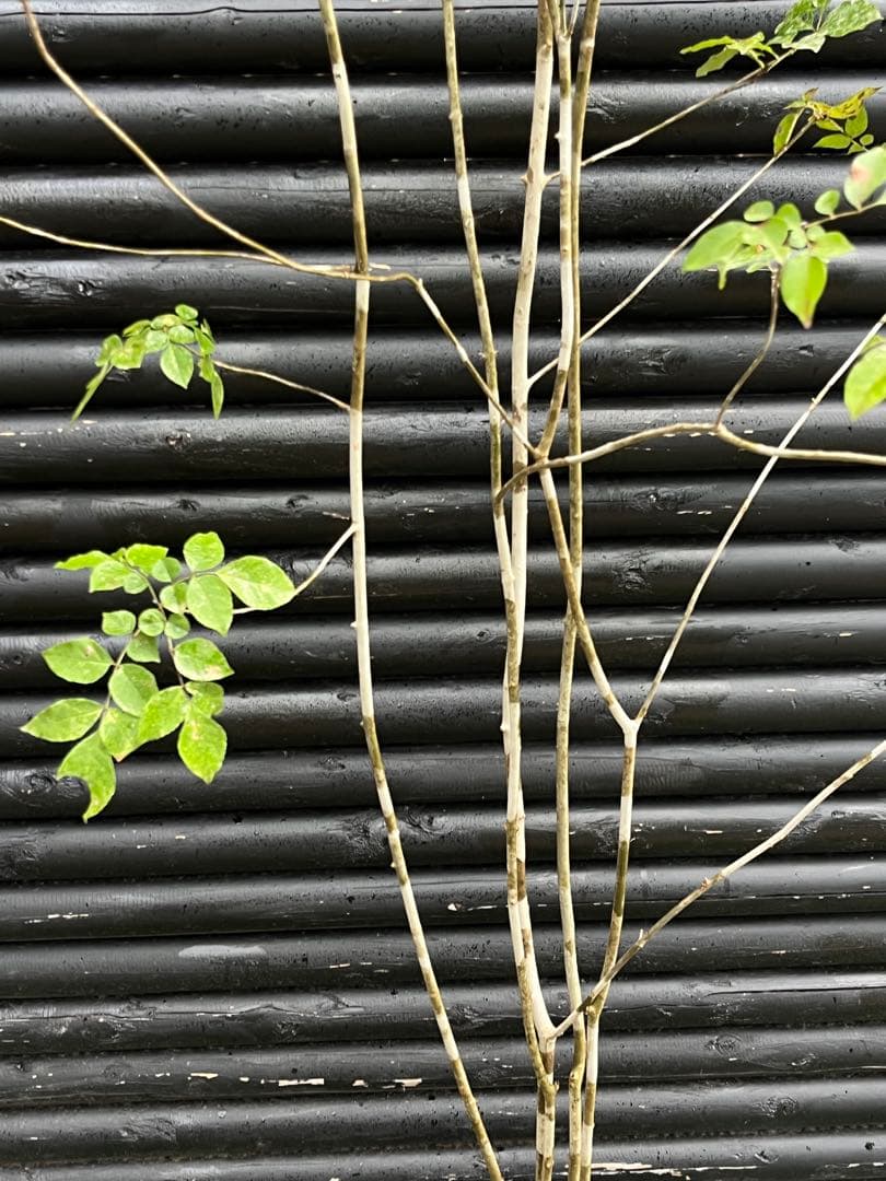 山採り天然　アオダモ　５本株立　100