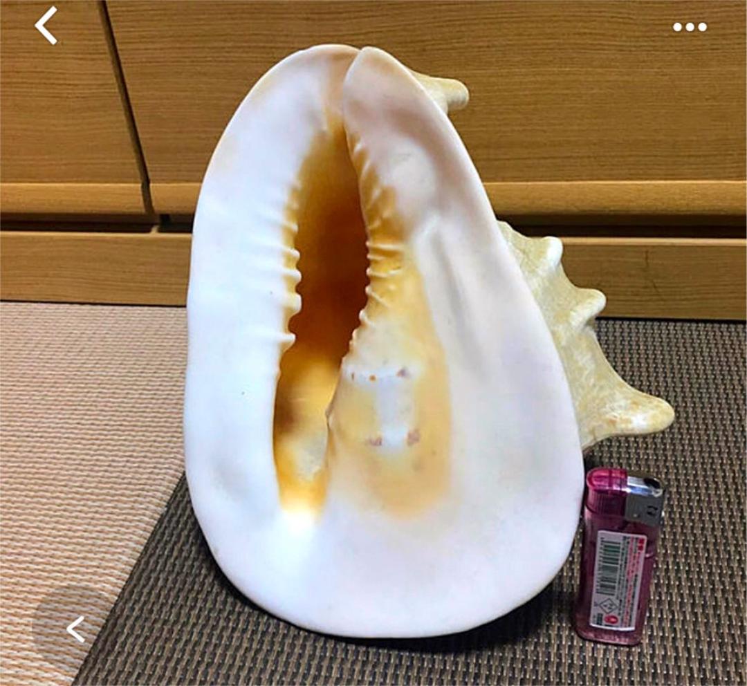 貝