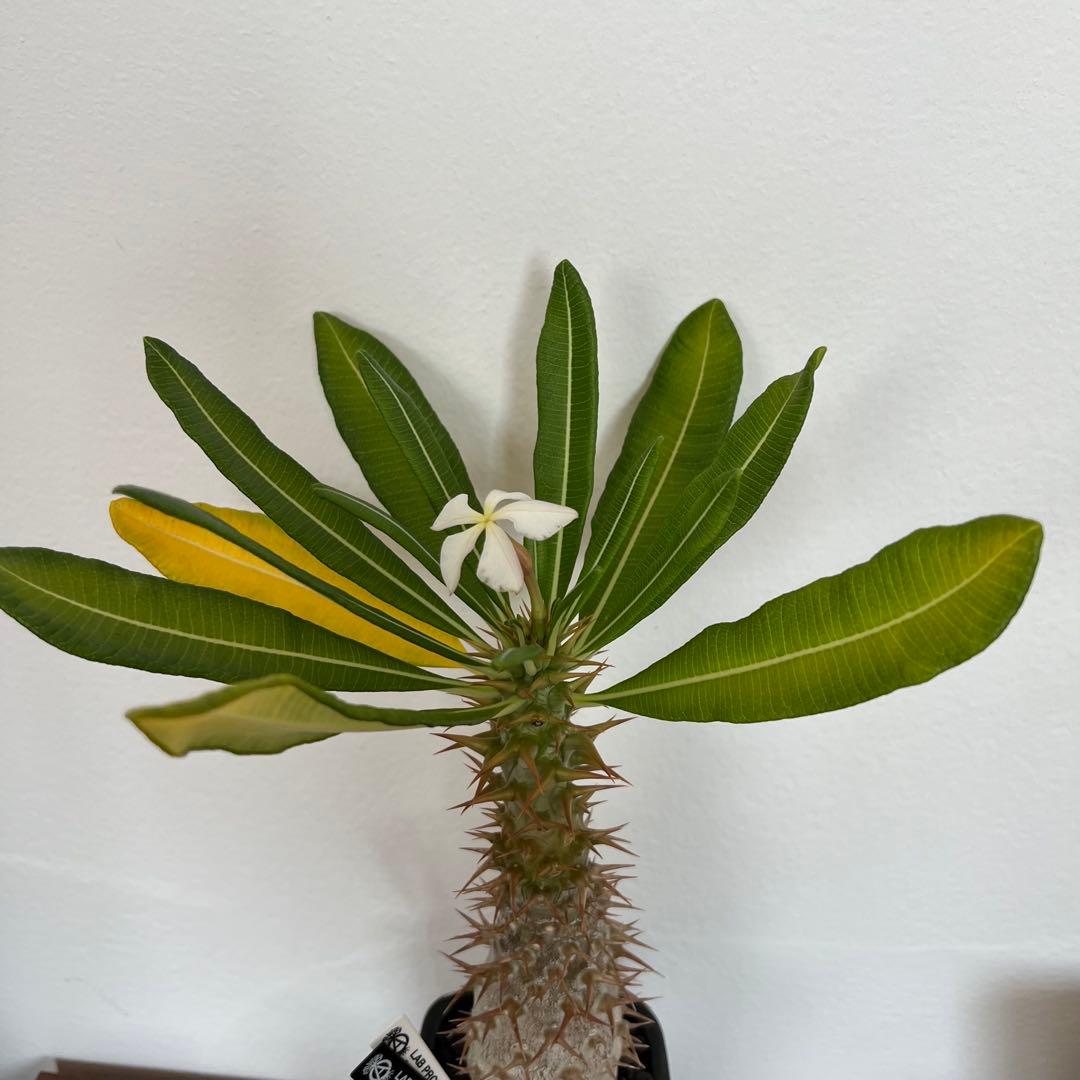 【国内実生・開花】パキポディウム アンボンゲンセ　× SRL 鉢