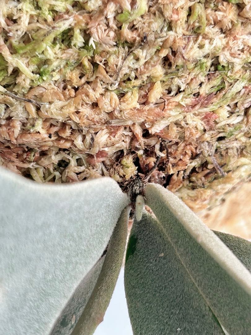P. Willinckii Jenny #1 (TC)【39】