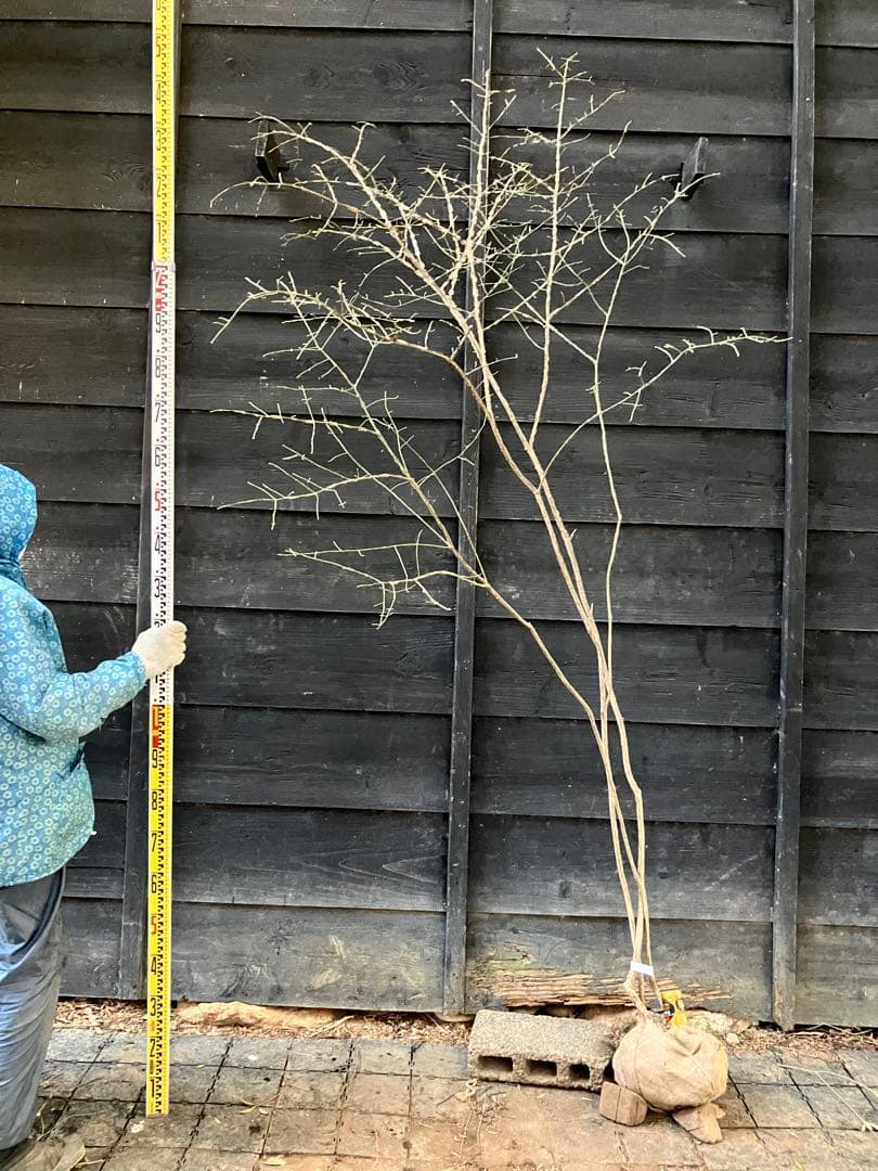 81 山採り　ニシキギ