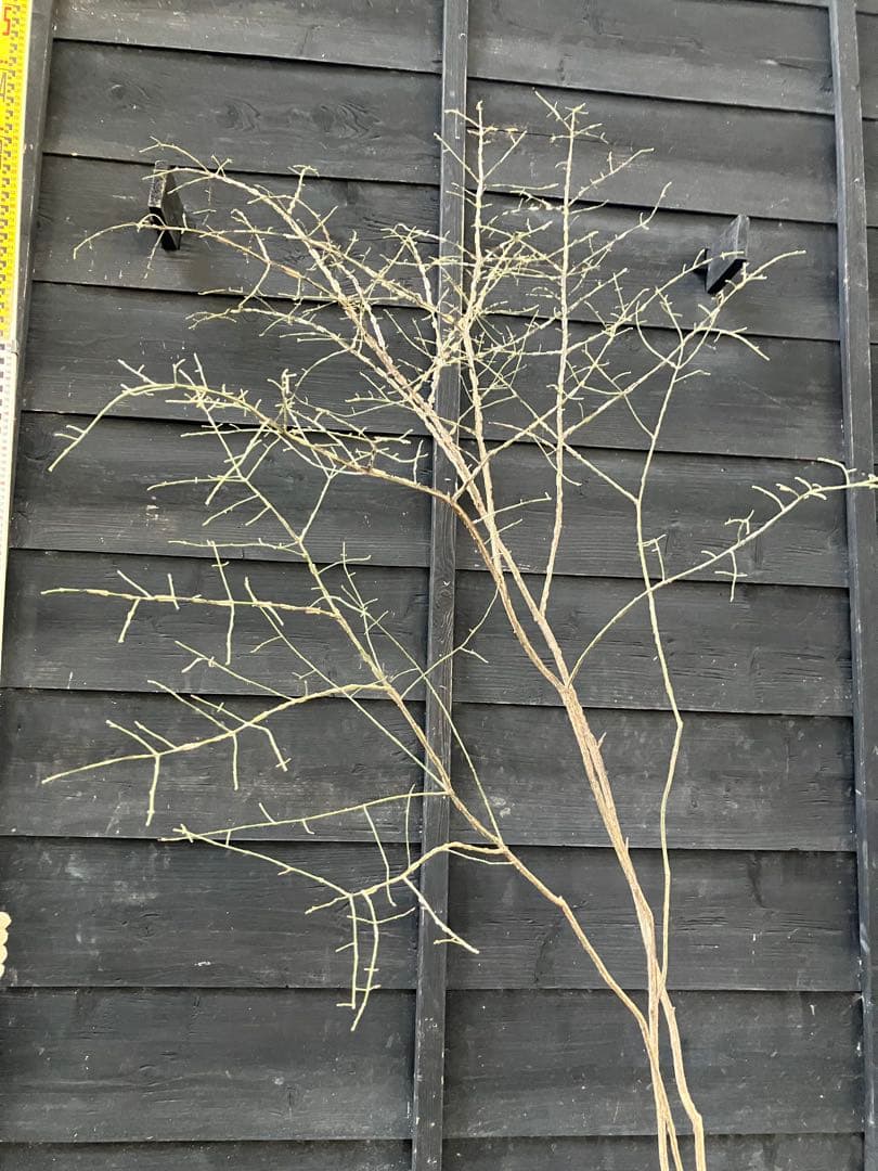 81 山採り　ニシキギ