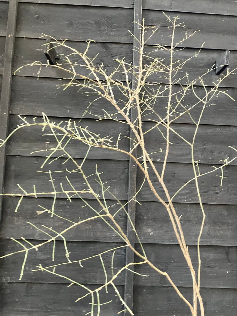 81 山採り　ニシキギ