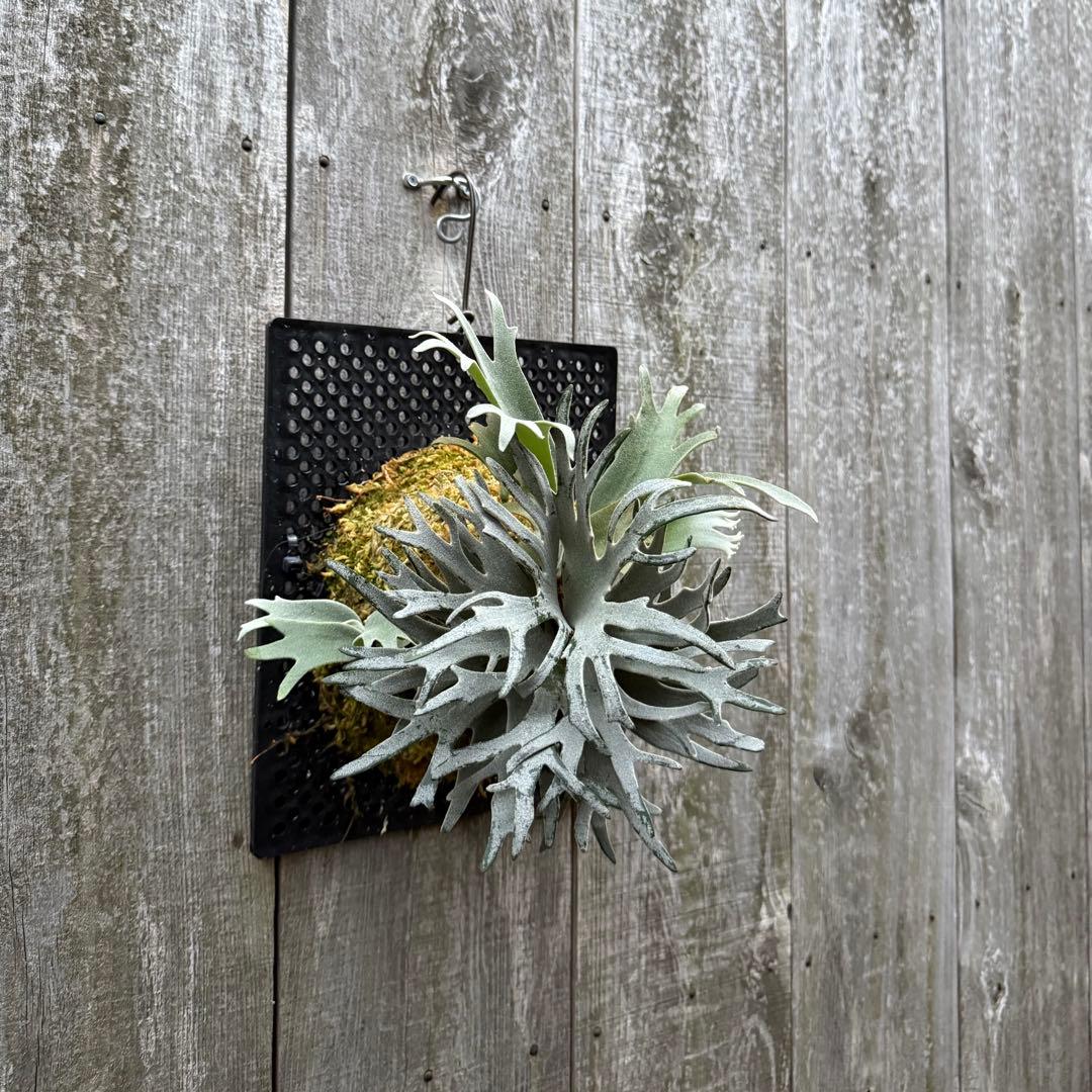 ビカクシダ P.willinckii Bacteria sporeling