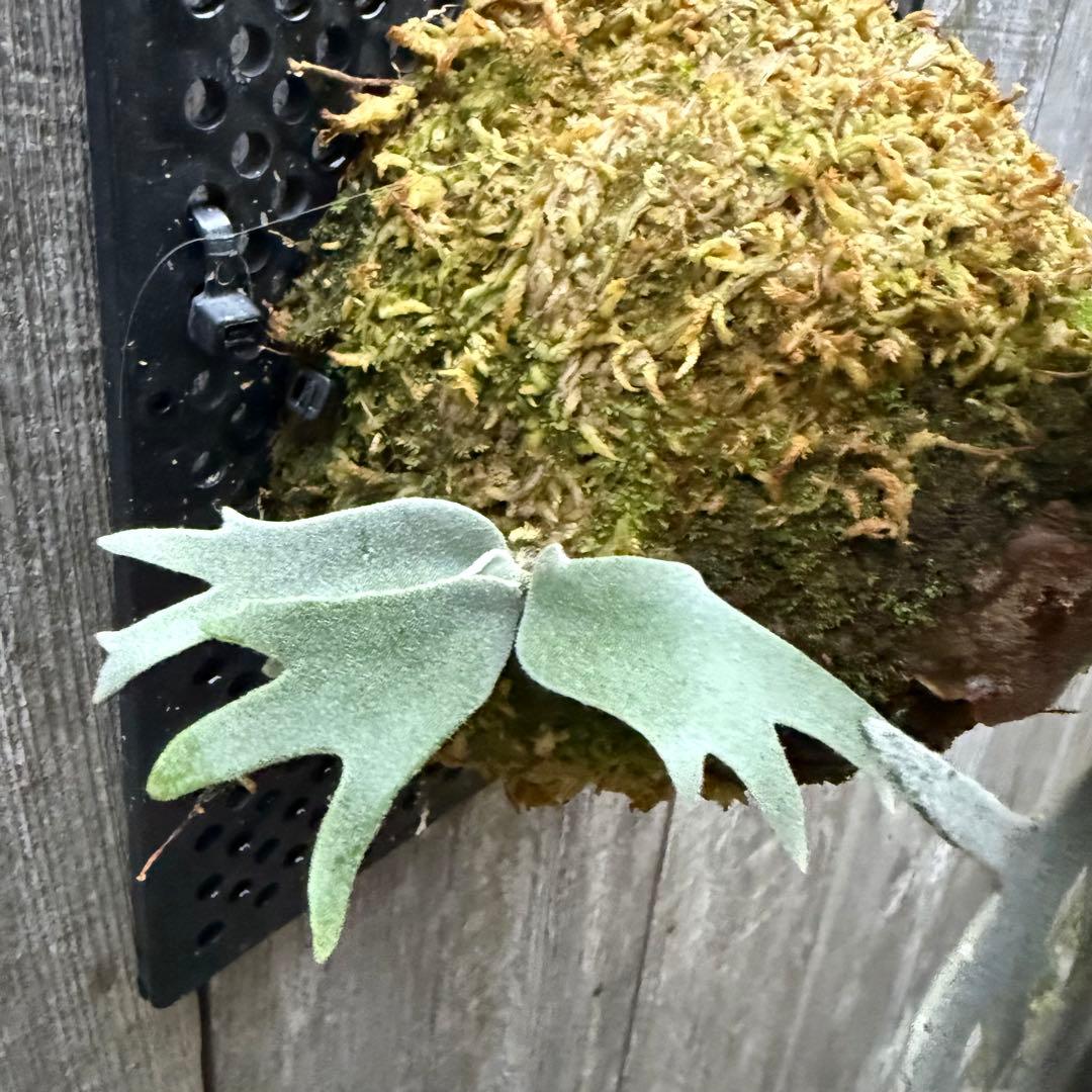 ビカクシダ P.willinckii Bacteria sporeling