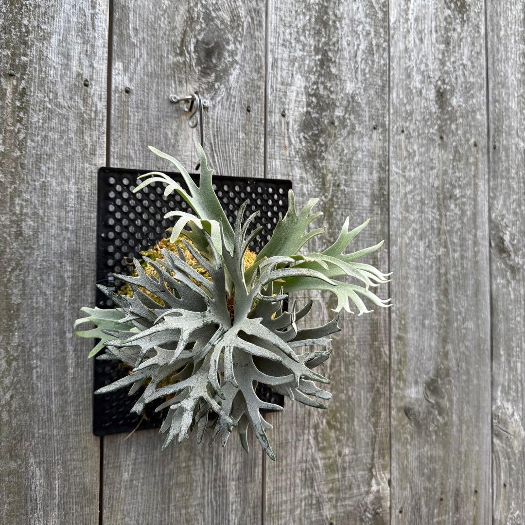 ビカクシダ P.willinckii Bacteria sporeling