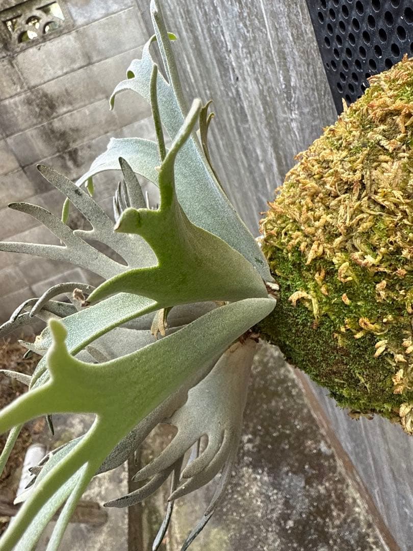 ビカクシダ P.willinckii Bacteria sporeling