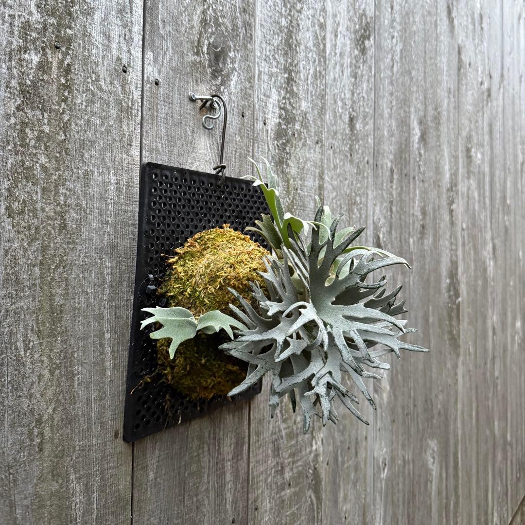 ビカクシダ P.willinckii Bacteria sporeling