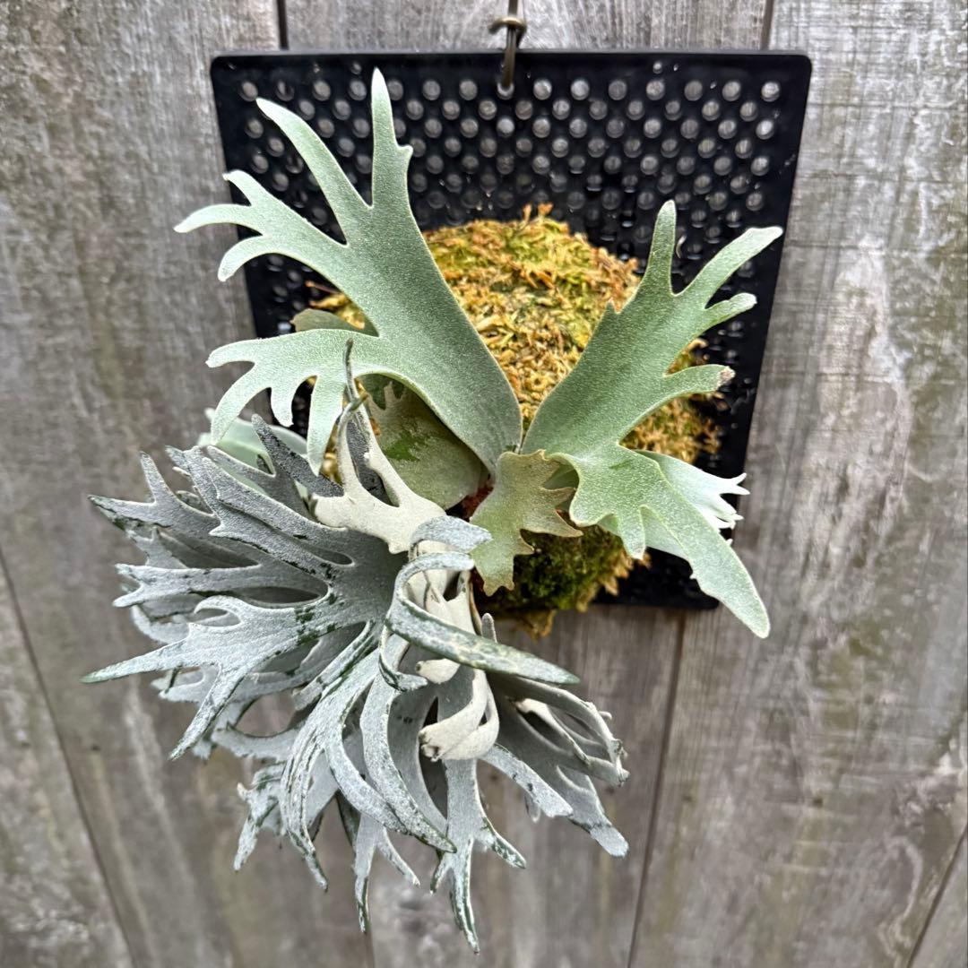 ビカクシダ P.willinckii Bacteria sporeling