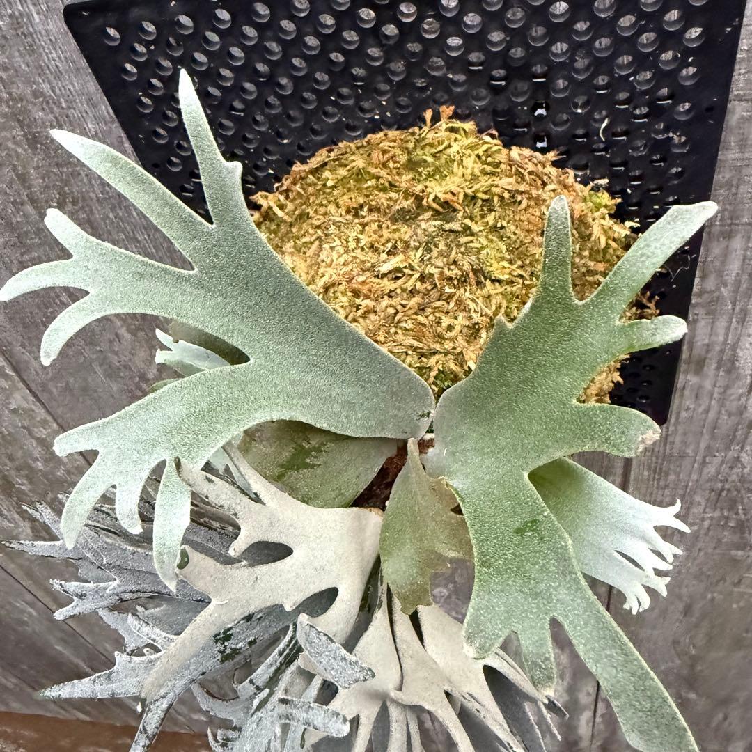 ビカクシダ P.willinckii Bacteria sporeling