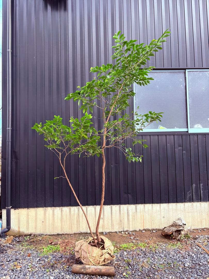 52天然山採り　ヒサカキ