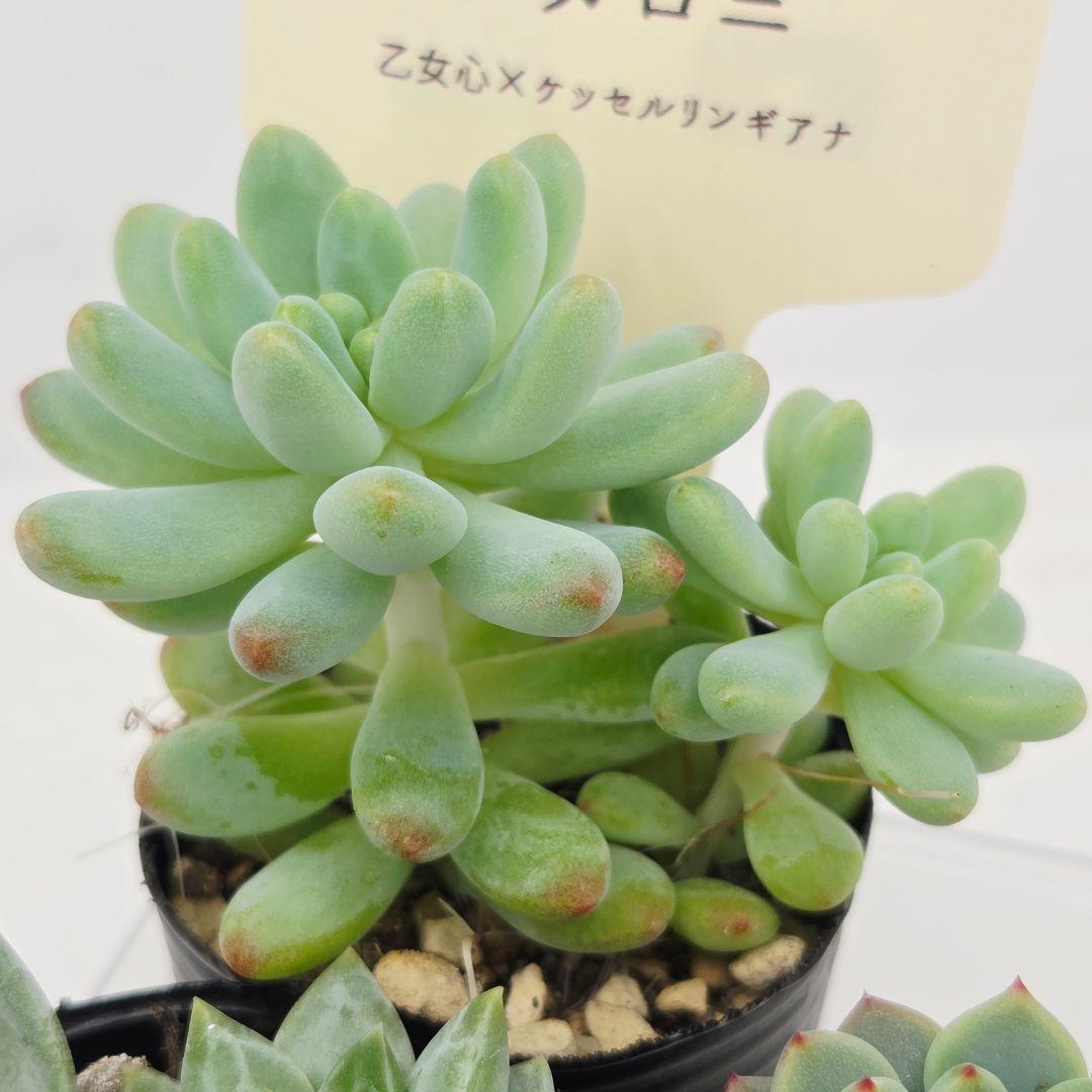 ぴか様9苗㊲千代田の松×ラウリンゼ❣️マカロニ❣️ツン❣️発根済つぶつぶ屋さん