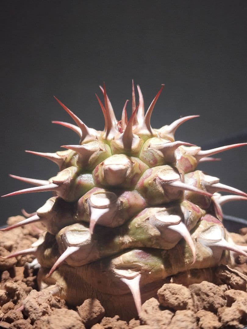 サピニー ユーフォルビア 検) パキプス オベサ カタフ コミフォラ アデニア