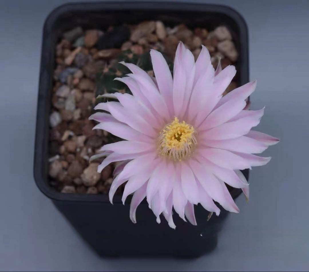 【一点物】希少品種 コレクション株「明星の宝石」明石丸 人気花サボテンレアカラー