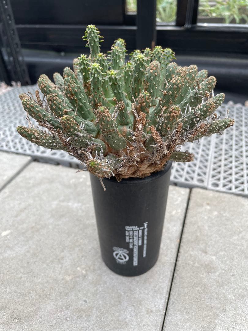 ユーフォルビア フスカ Euphorbia fusca
