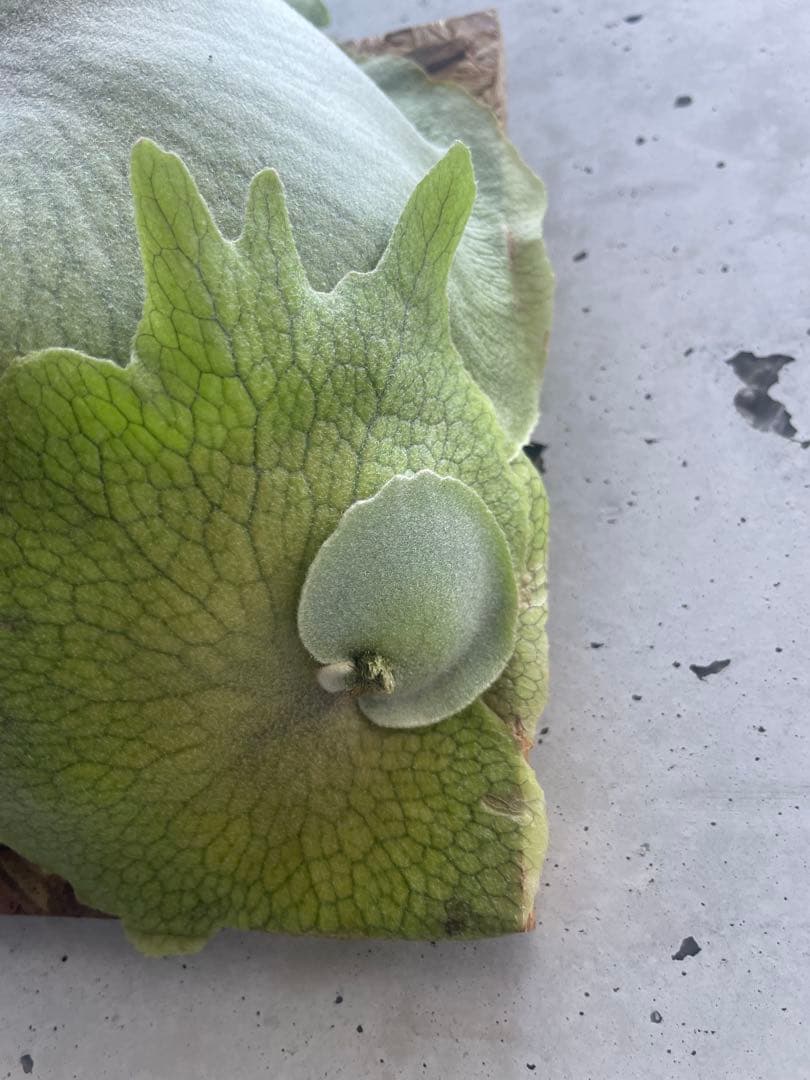 P. Rydeen × P. veitchii HighFinger
