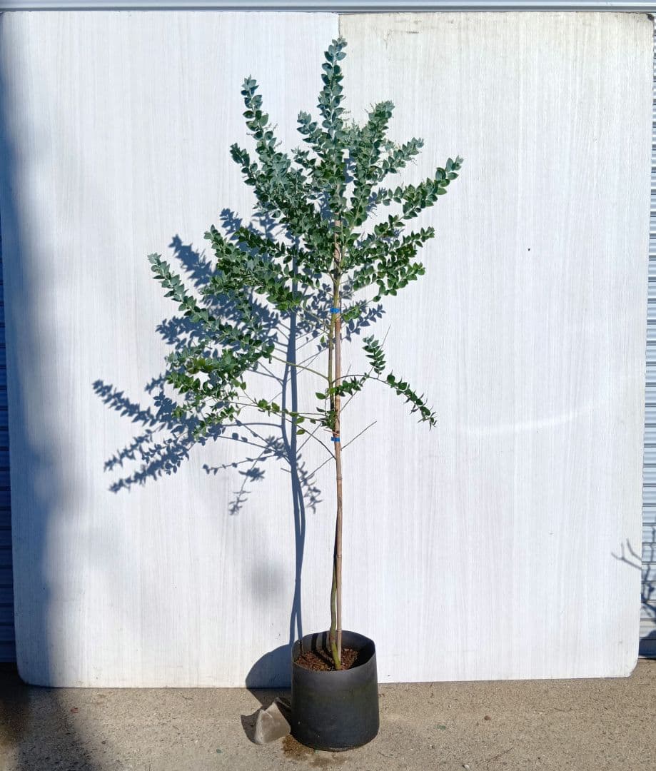 セルパさん専用　パールアカシア　2本同時購入価格