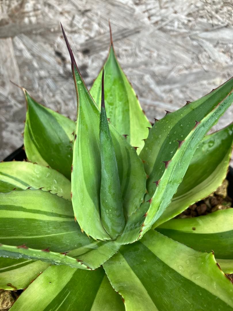 AGB33　アガベ　オバティフォリアキラー　中株【特選株】