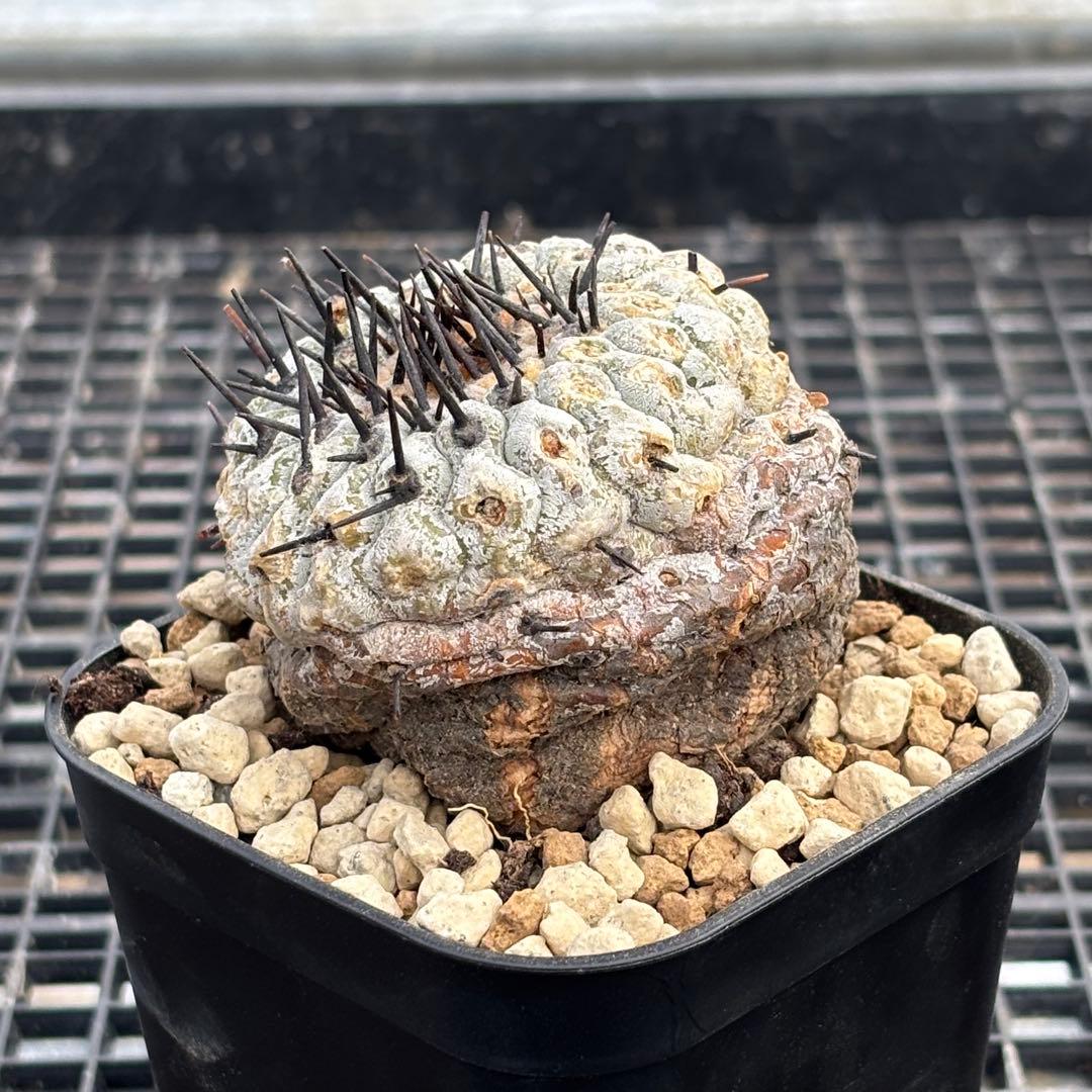 コピアポア　シネレア　コルムナアルバ　山木　現地球D