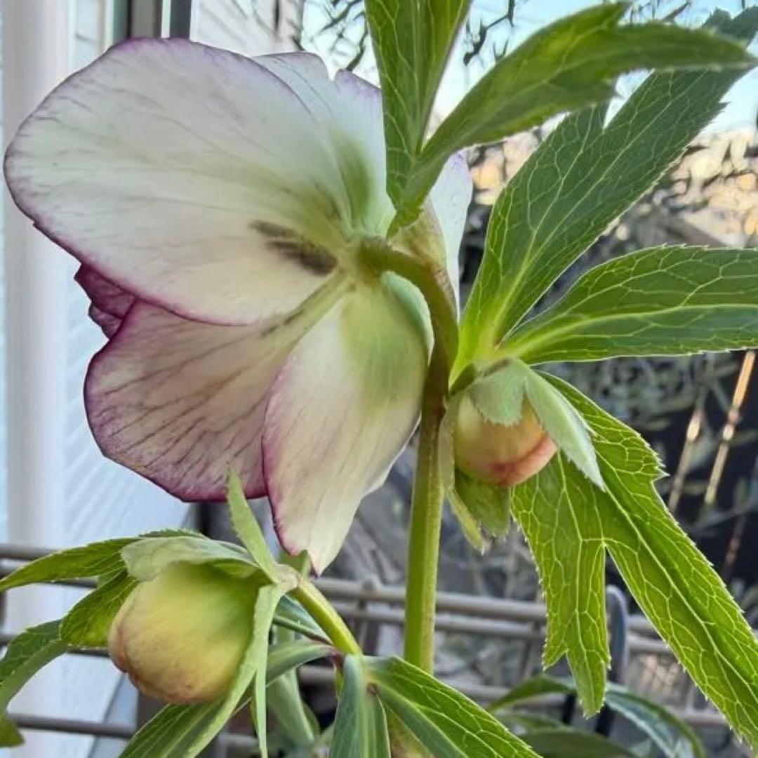 クリスマスローズ