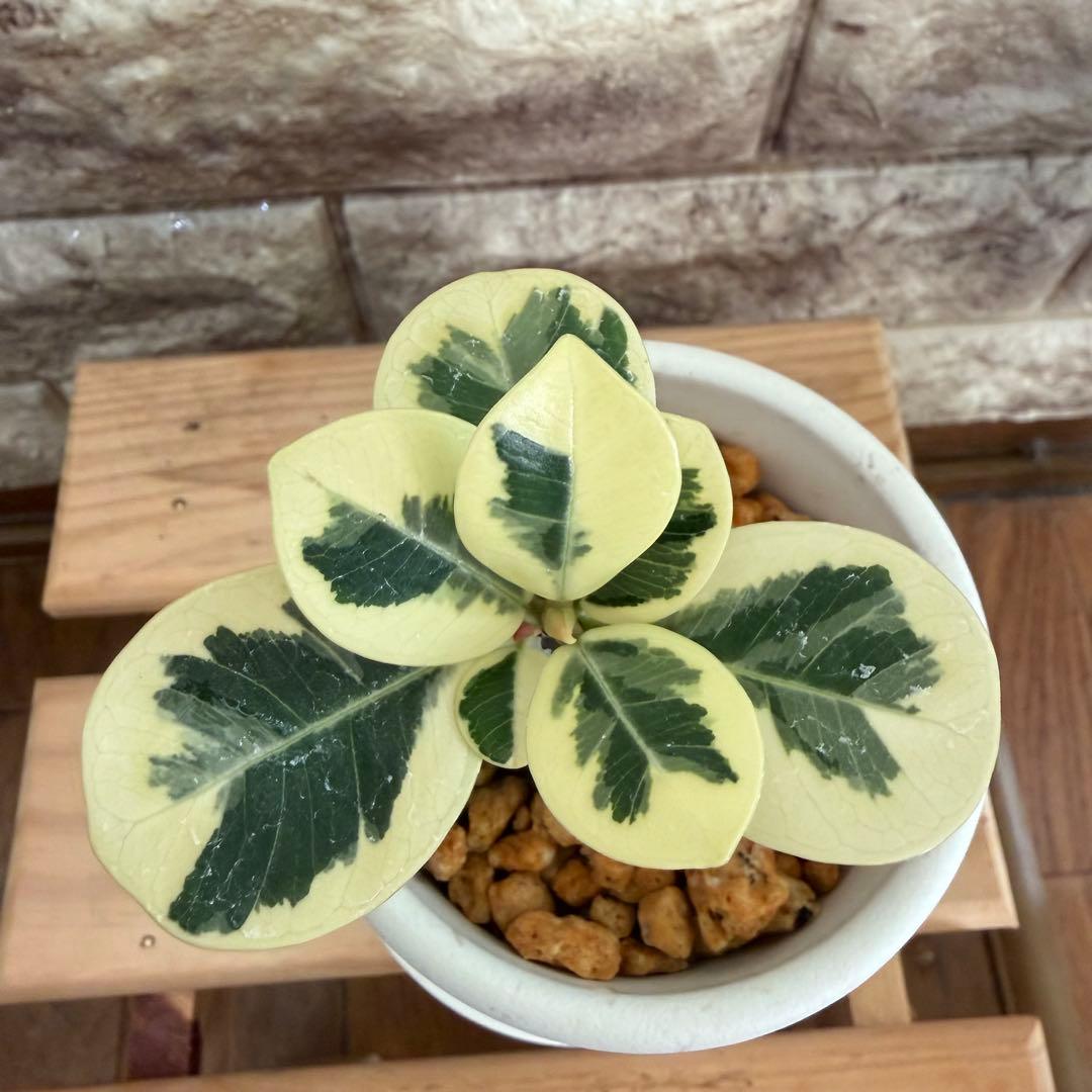 ❤︎パンダガジュマル　斑入り　可愛い台木　接木株　3号鉢❤︎