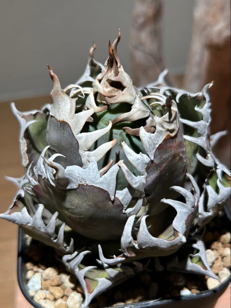 アガベ　赤猫　ゴリ猫　A