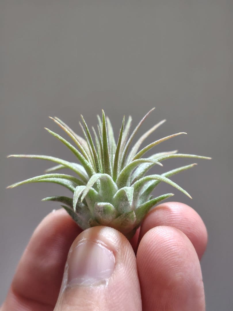 イオナンタ ヘッジホッグ Hedgehog cvc.