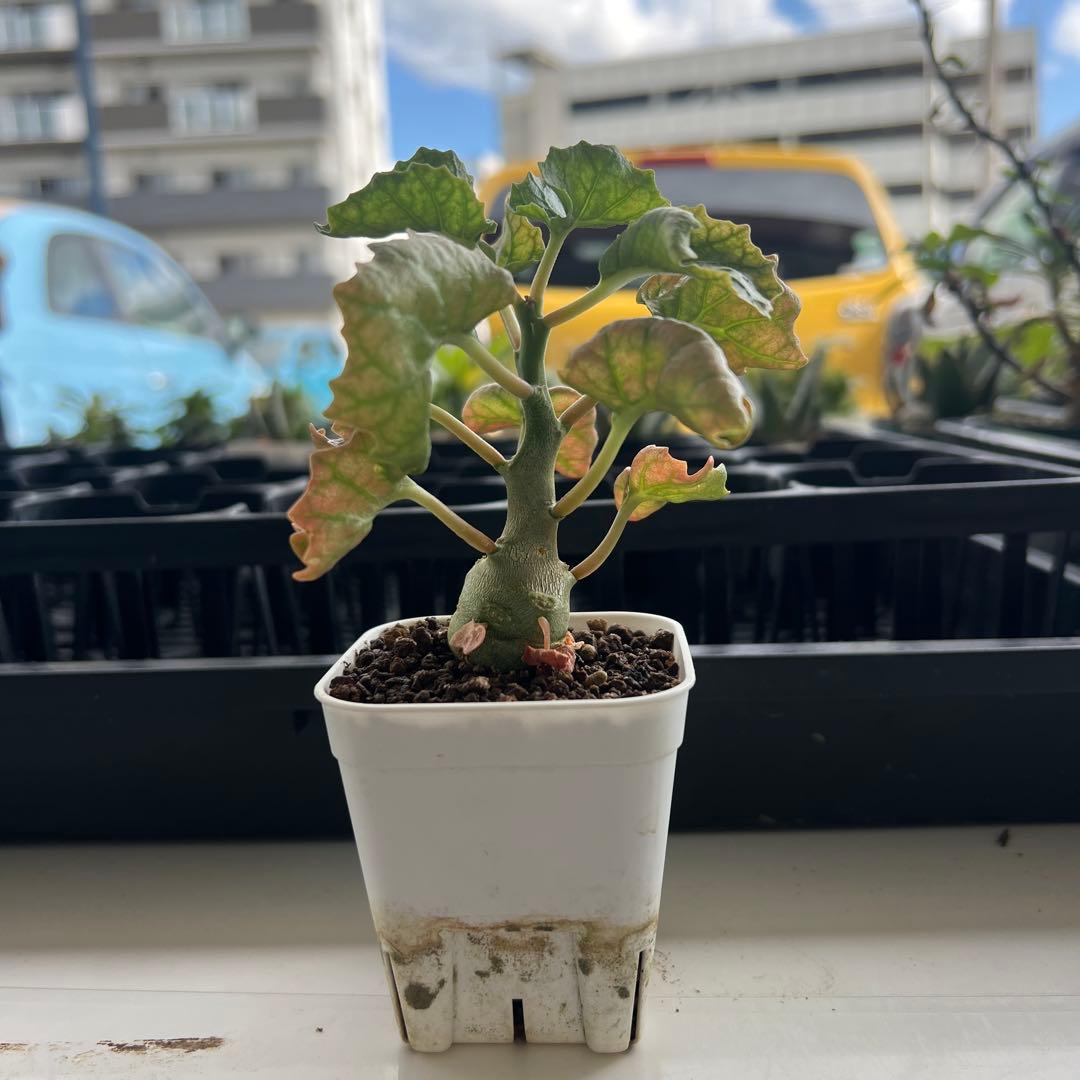 ドルステニア　ジプソフィラ　沖縄実生株