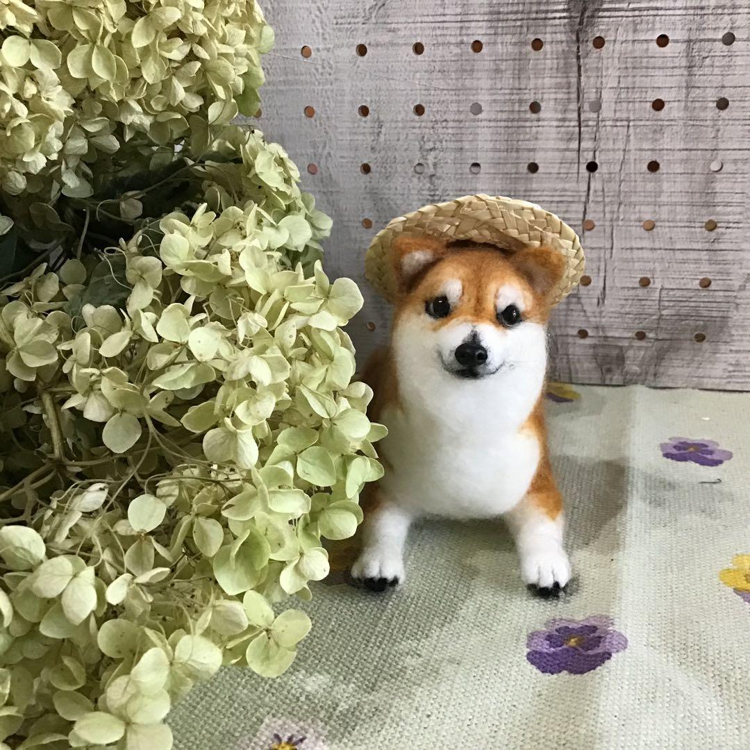 怒る柴犬❗️（夏仕様）