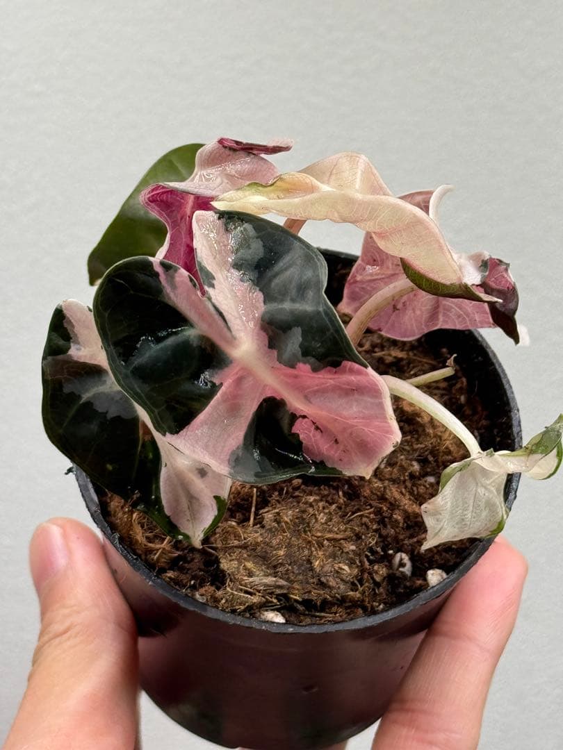 【超レア】アロカシア ハートバルーンピンク 斑入り