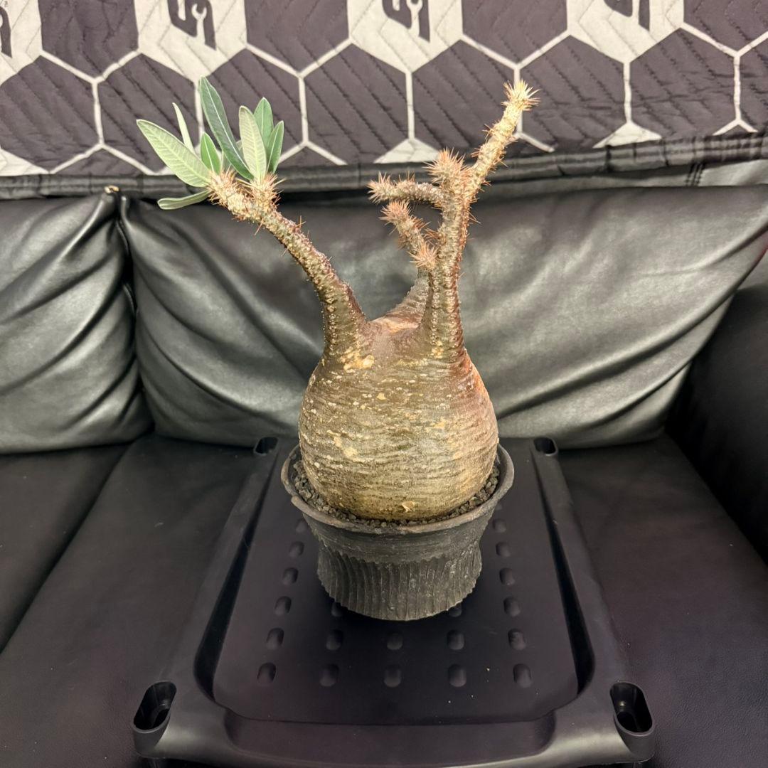 パキポディウム・グラキリス 現地球 発根済 115c2