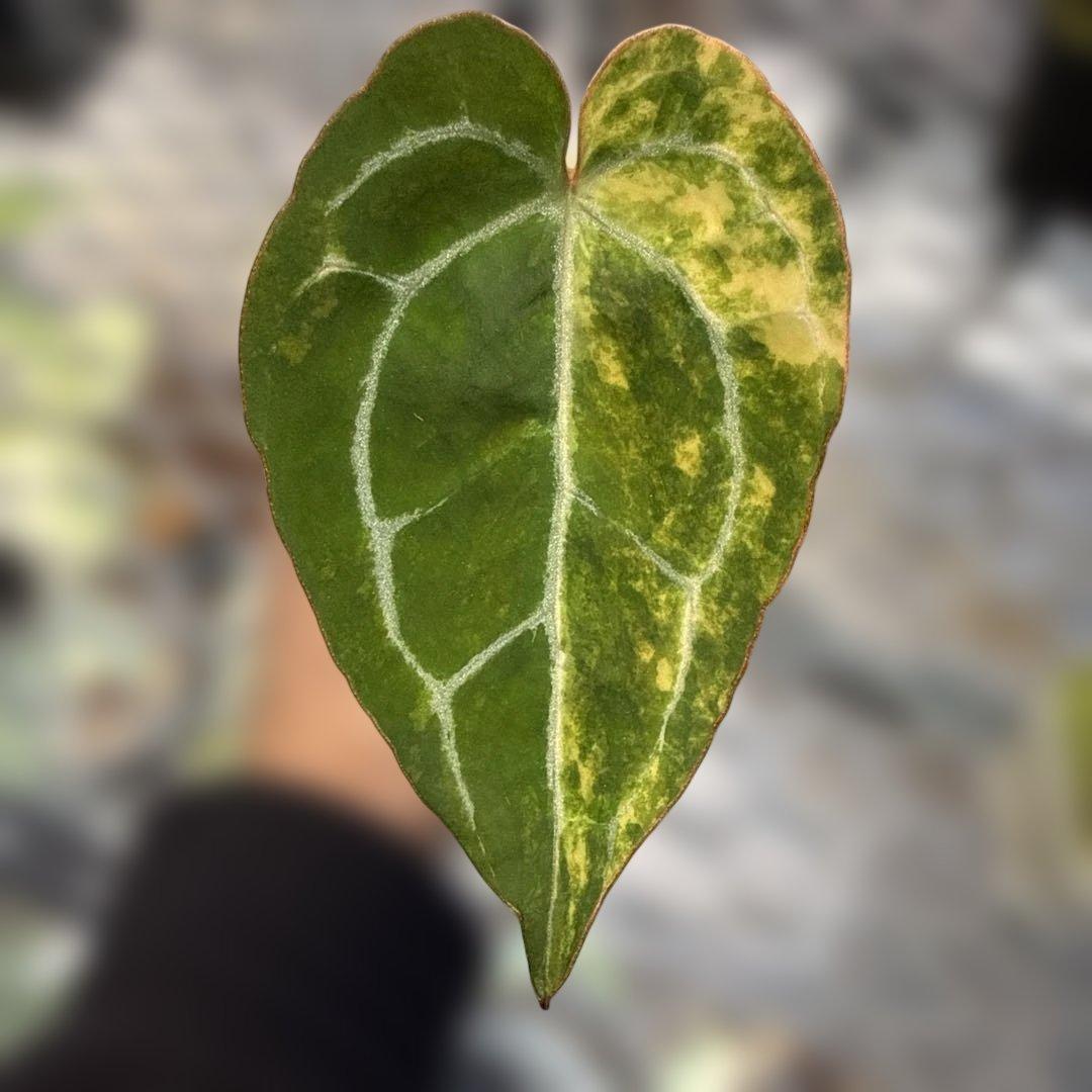 アンスリウム クリスタリナム 斑入り