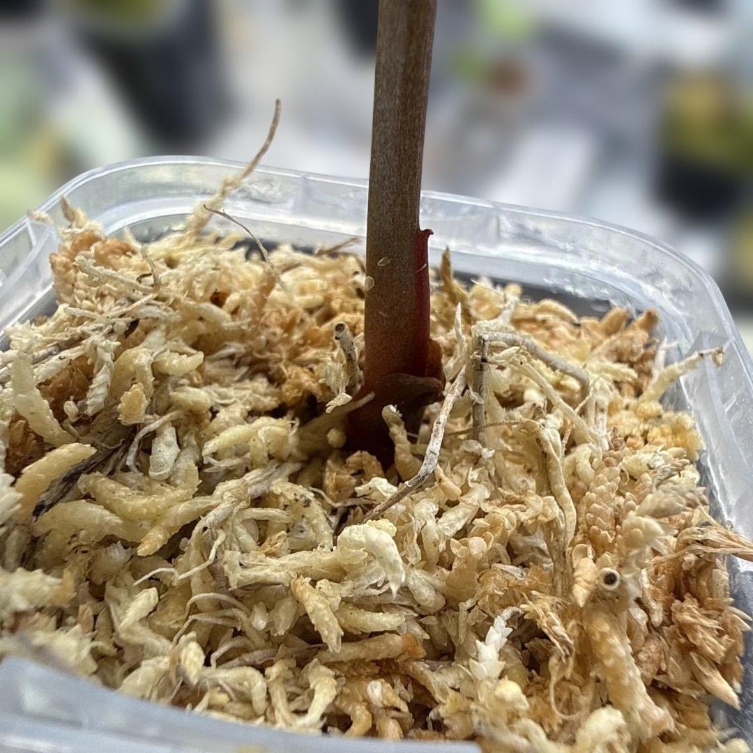 アンスリウム クリスタリナム 斑入り