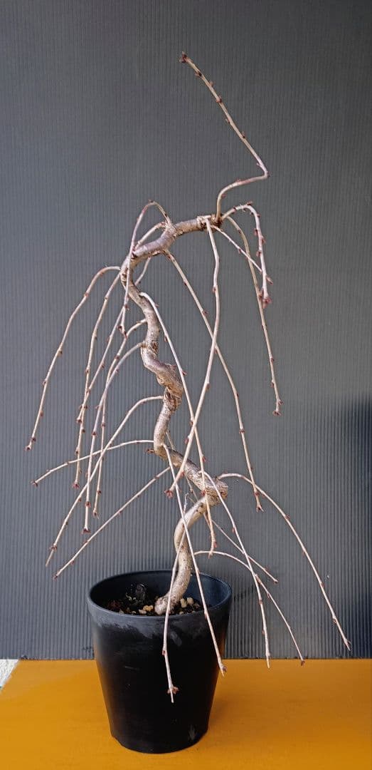 富士枝垂桜盆栽 5