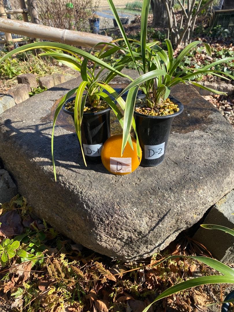 キンリョウヘン花芽付き2鉢 日本蜜蜂の蜜蝋サービス付き