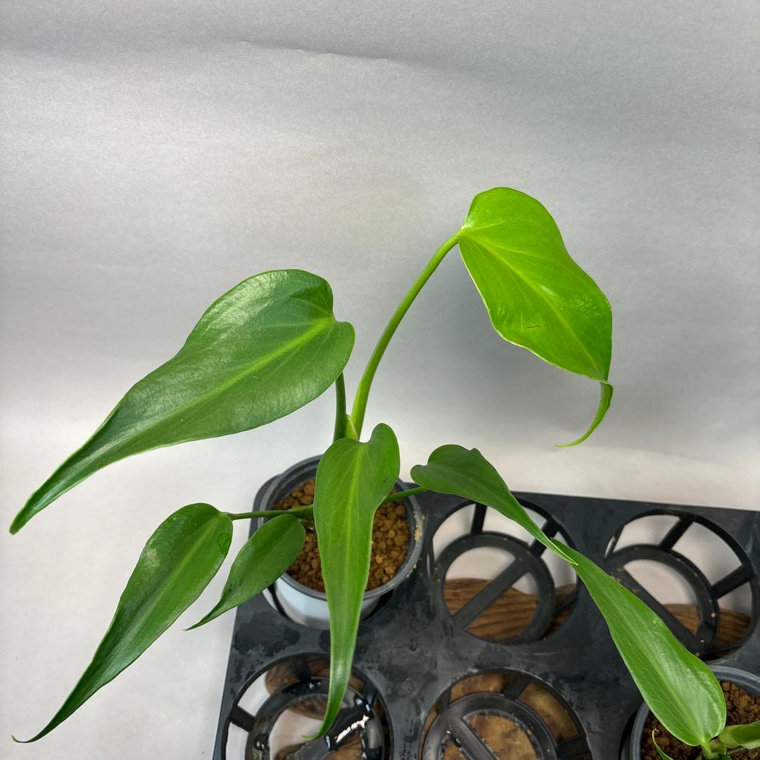 S*T様 5株セットlsw649モンステラ バールマルクスフレーム