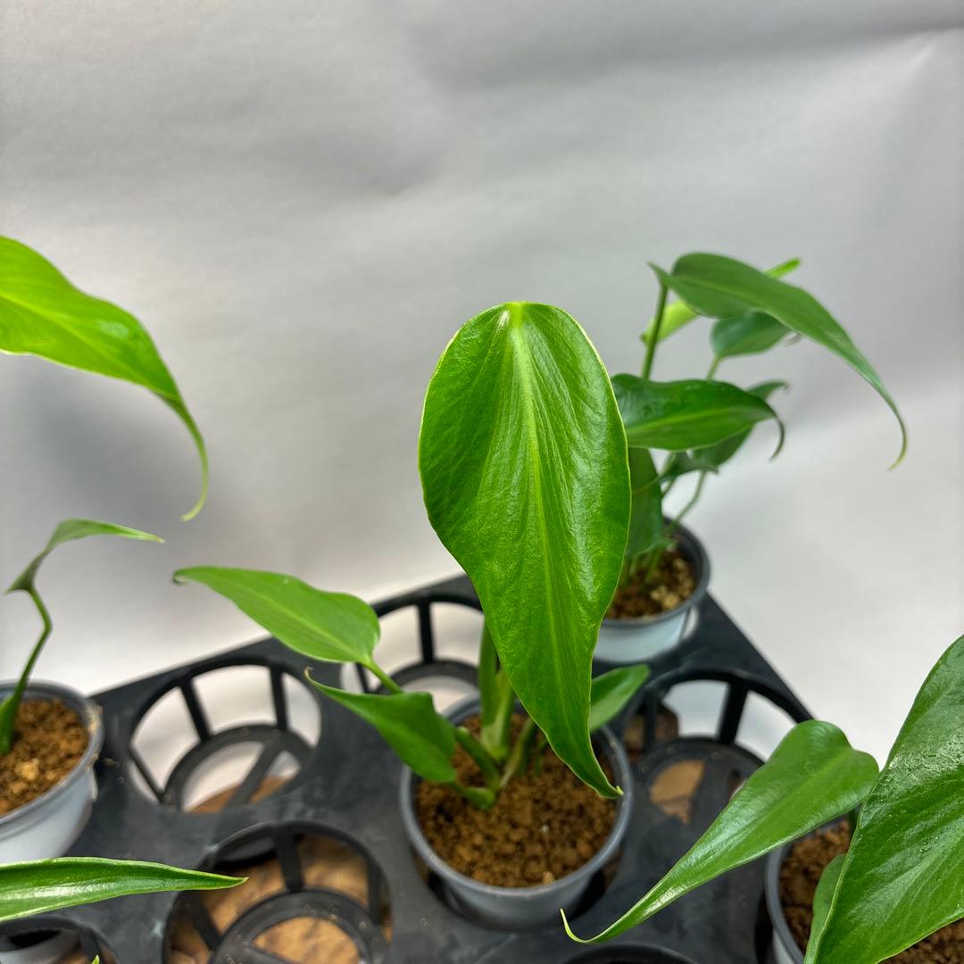 S*T様 5株セットlsw649モンステラ バールマルクスフレーム