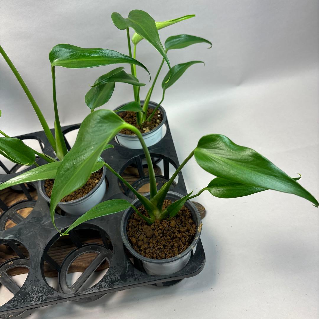 S*T様 5株セットlsw649モンステラ バールマルクスフレーム