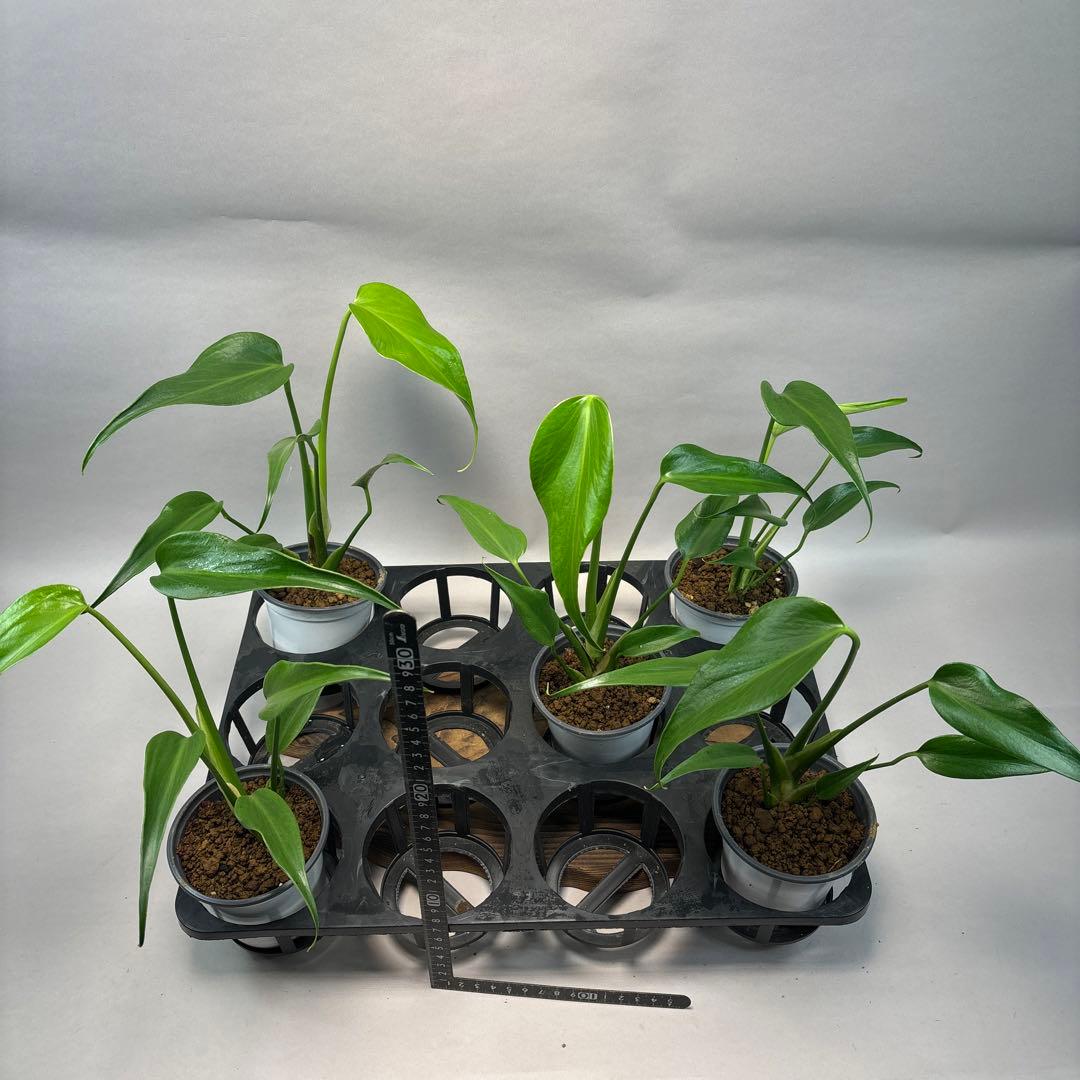 S*T様 5株セットlsw649モンステラ バールマルクスフレーム