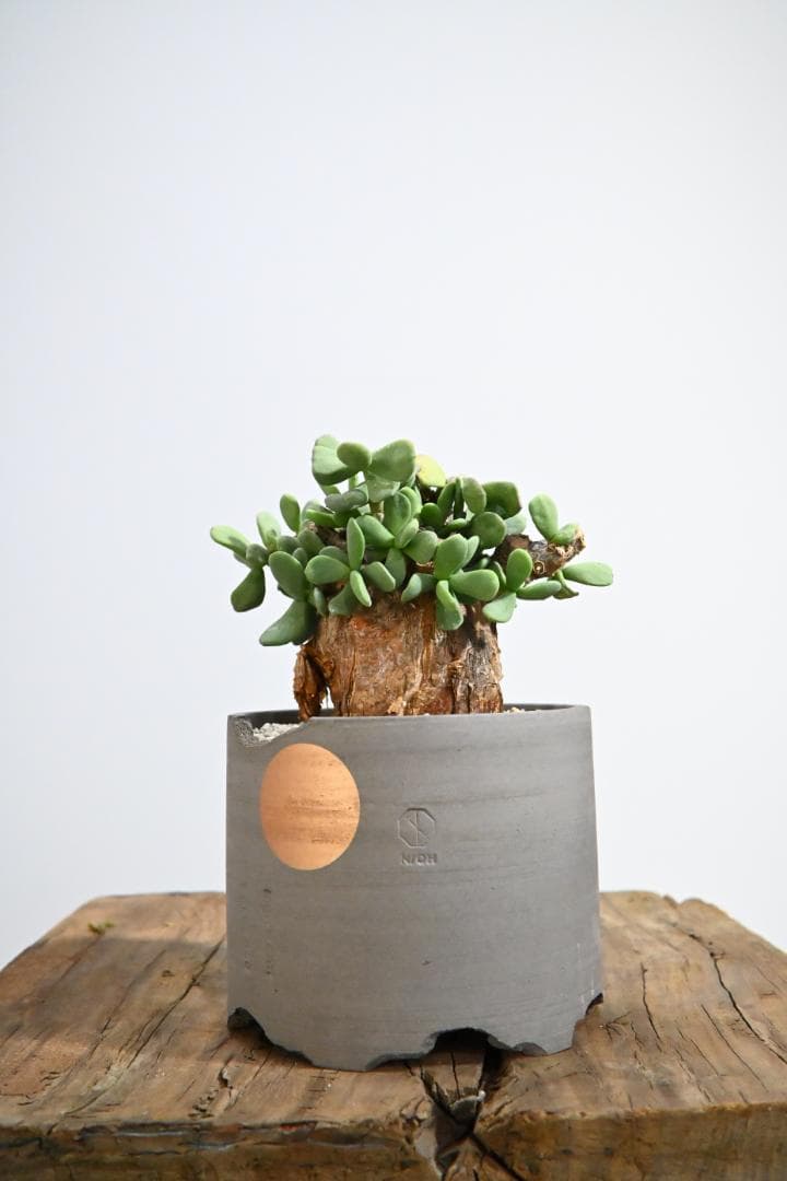 Ceraria pygmaea ケラリア ピグマエア　　発根済み　4