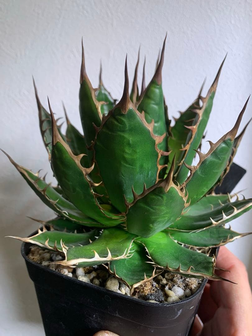 アガベ　ホリダ　ギルベイ　オアハカ　ロックガーデン　ドライガーデン　陽炎