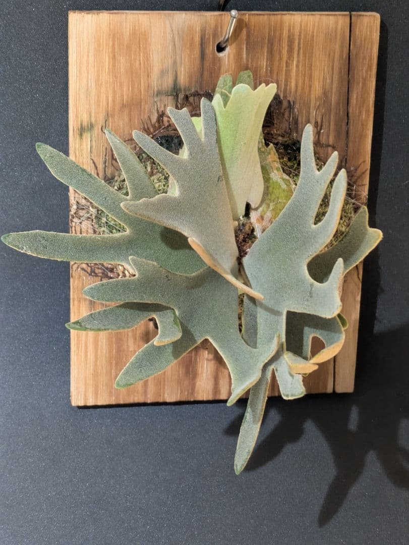 ビカクシダ P.willinckii\