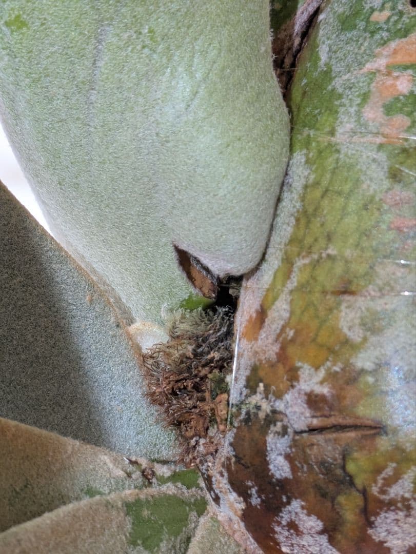 ビカクシダ P.willinckii\"Nano\" OC