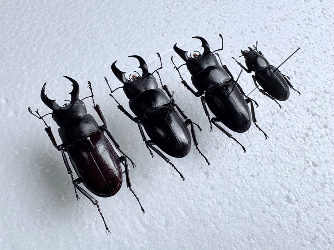 久米島　クメジマノコギリクワガタ　【標本】規制前野外品