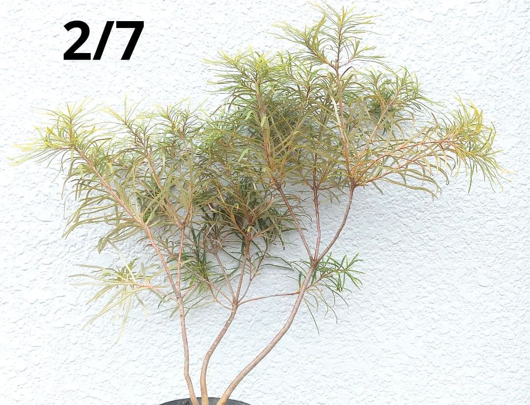 希少:バンクシア【ヘアピン:スピヌロサ】苗 観葉植物 イエローオレンジ苗木 庭木