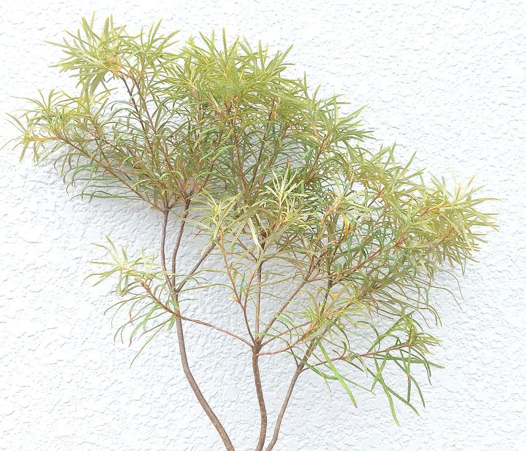 希少:バンクシア【ヘアピン:スピヌロサ】苗 観葉植物 イエローオレンジ苗木 庭木