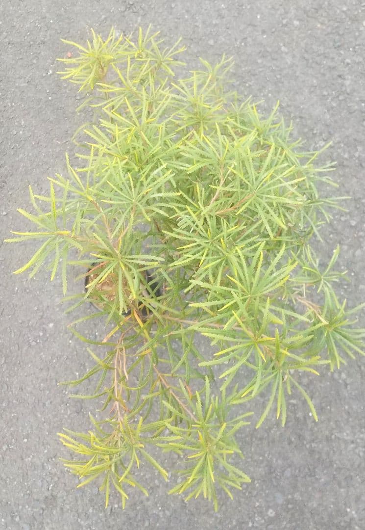 希少:バンクシア【ヘアピン:スピヌロサ】苗 観葉植物 イエローオレンジ苗木 庭木